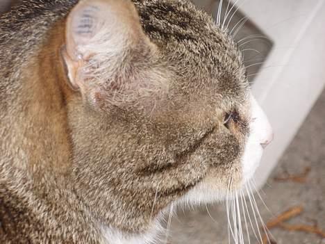 Huskat Føbus billede 7