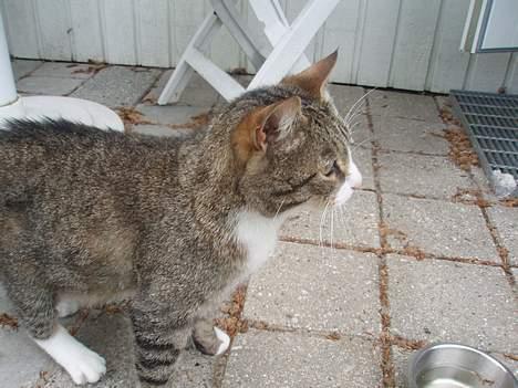 Huskat Føbus billede 8