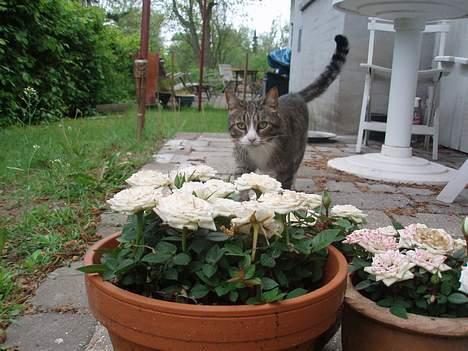 Huskat Føbus billede 9