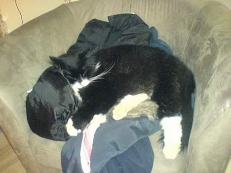 Blanding af racer oliver billede 9