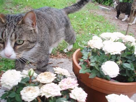 Huskat Føbus billede 10