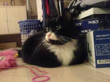 Blanding af racer oliver billede 11