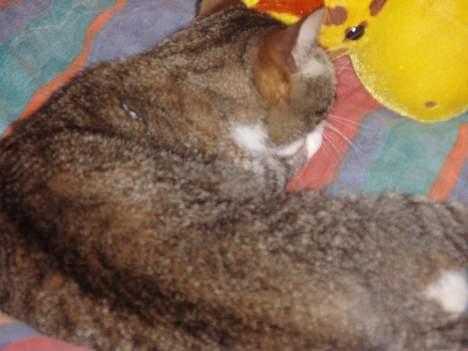 Huskat Føbus billede 11