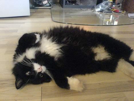 Blanding af racer oliver billede 12