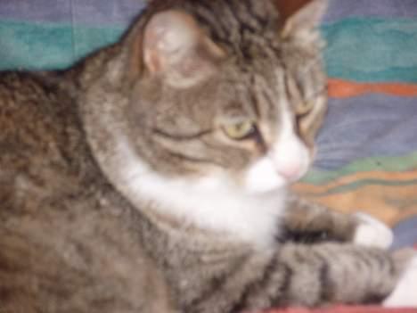 Huskat Føbus billede 12