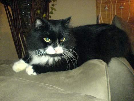 Blanding af racer oliver billede 13