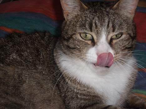 Huskat Føbus billede 13