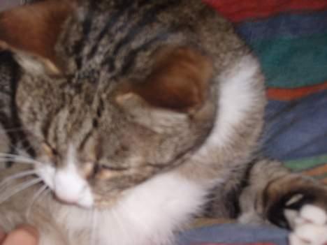 Huskat Føbus billede 14