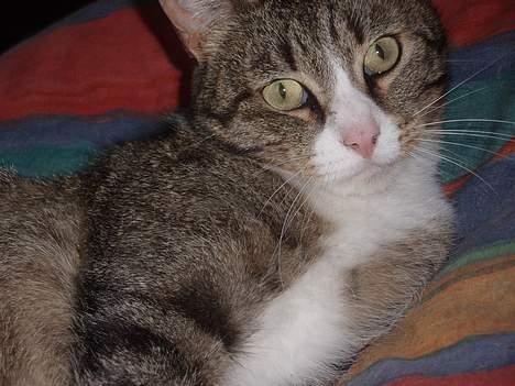 Huskat Føbus billede 15