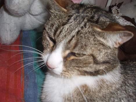 Huskat Føbus billede 16