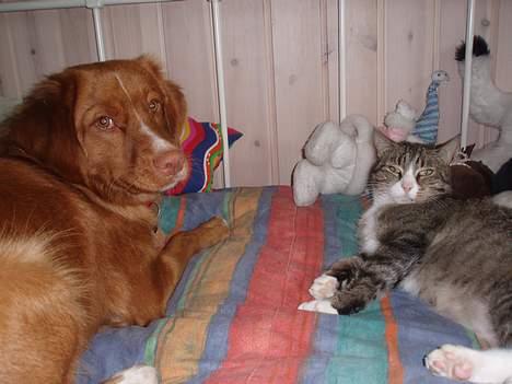 Huskat Føbus billede 17