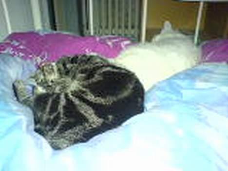 Huskat theis billede 15