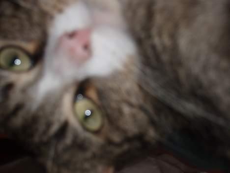 Huskat Føbus billede 18