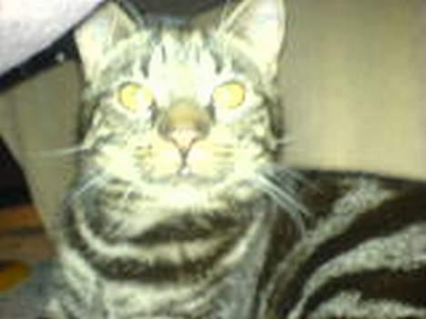 Huskat theis billede 16