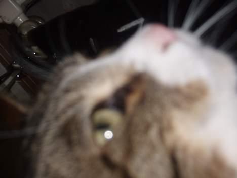 Huskat Føbus billede 19