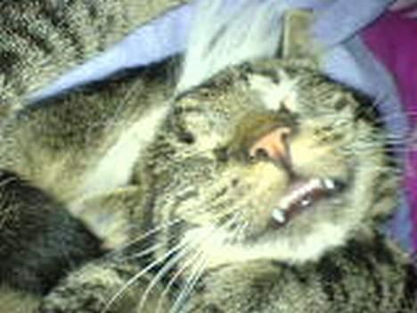 Huskat theis billede 17