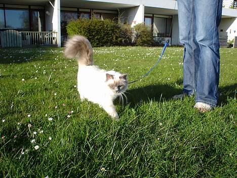 Hellig Birma Kasmir - Det er bare dejligt at gå tur billede 7