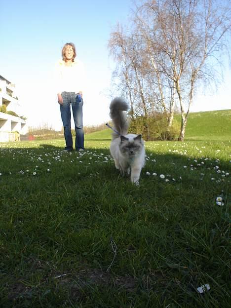 Hellig Birma Kasmir - Ja jeg kommer løbende, hvis du sætter sig ned :) billede 8