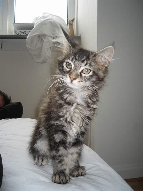 Maine Coon DK Dalibro´s *Sahara* - billede 1