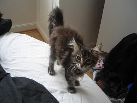 Maine Coon DK Dalibro´s *Sahara* - billede 2