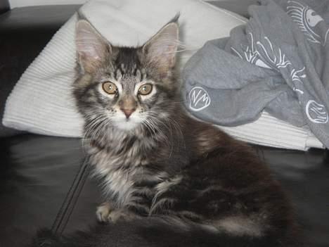 Maine Coon DK Dalibro´s *Sahara* - - Sahara :)  billede 3