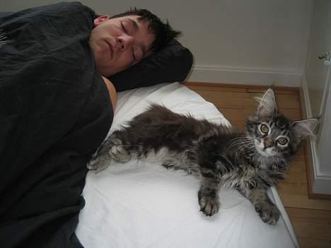 Maine Coon DK Dalibro´s *Sahara* - - ... ups.. Bustet i sengen ved siden af far... :D  billede 4