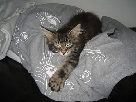 Maine Coon DK Dalibro´s *Sahara* - - ... Det er hårdt at få et nyt hjem... Kræver lidt søvn at komme igennem !  billede 5