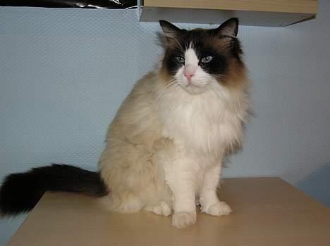 Ragdoll Mads  - søde og rare Mads billede 1