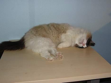 Ragdoll Mads  - zzzzz snork snork billede 2