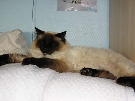 Ragdoll Mikkel - her er den lille søde Mikkelmus  billede 1