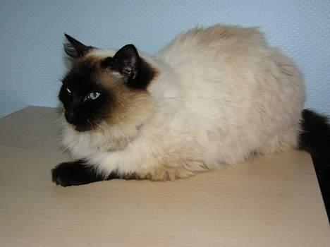 Ragdoll Mikkel - og så er man træt igen  billede 3