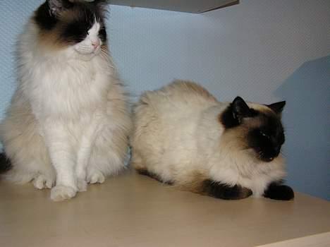 Ragdoll Mads  - her sidder mig og lillebror billede 3