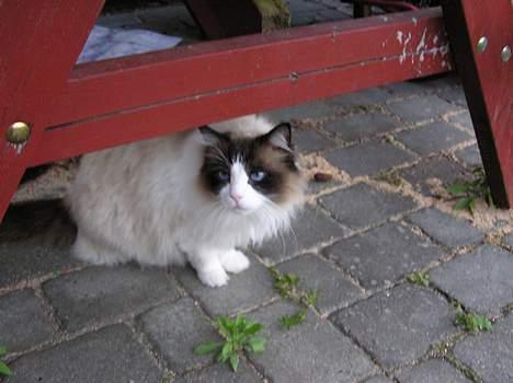 Ragdoll Mads  - her sidder jeg udenfor  billede 4