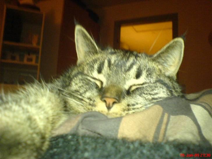 Huskat Malibu billede 1