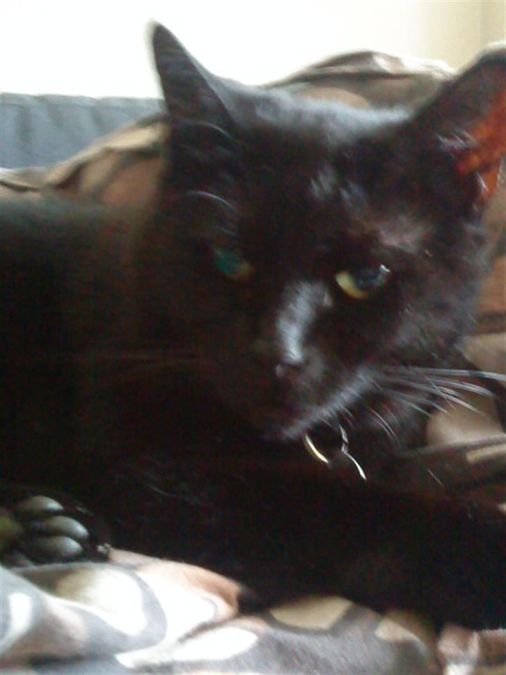 Huskat Kalua billede 1