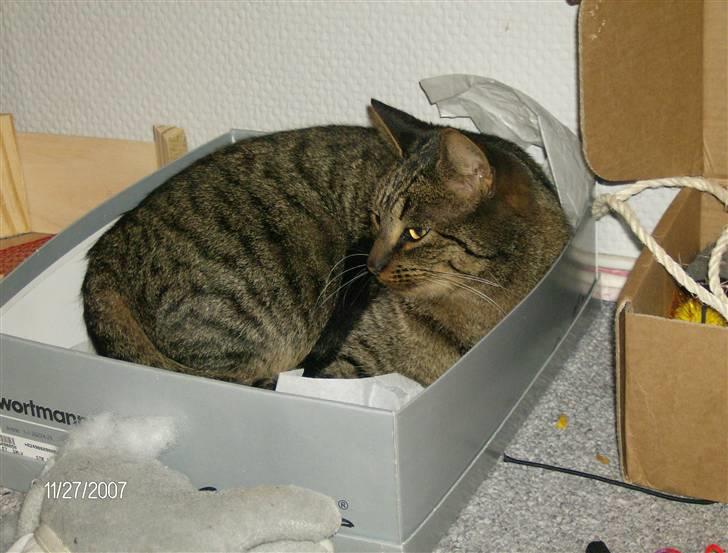 Huskat Max - Så dejlig! billede 1