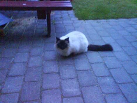 Ragdoll Mikkel - her er jeg udenfor  billede 4