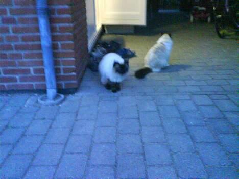 Ragdoll Mikkel - og her sidder jeg sammen med brormand billede 5