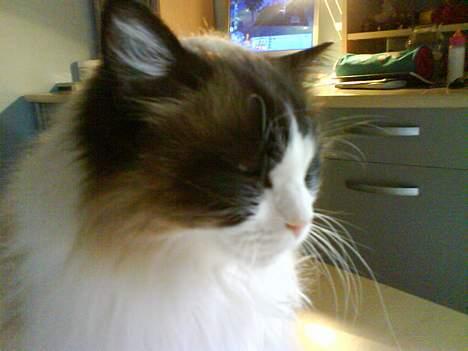 Ragdoll Mads  billede 5