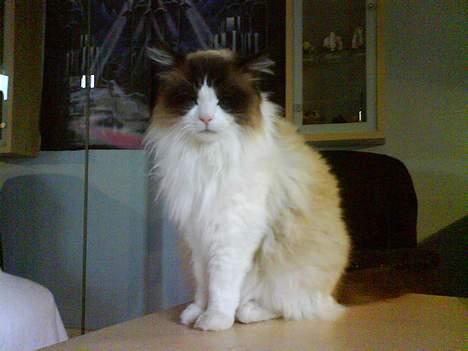 Ragdoll Mads  billede 6