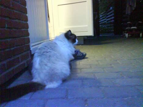 Ragdoll Mads  - her sidder jeg udenfor  billede 7