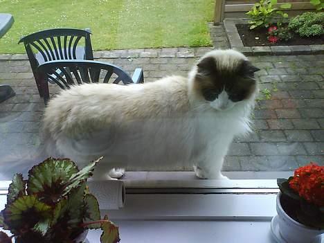 Ragdoll Mads  - hej hej  billede 8