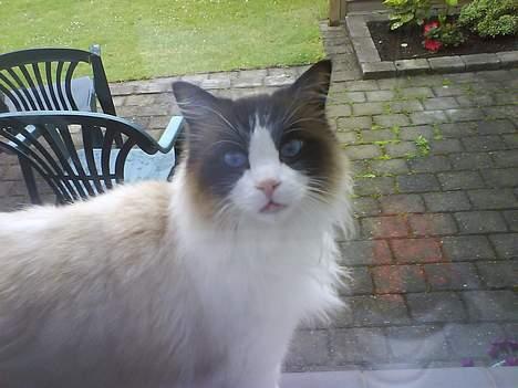 Ragdoll Mads  - se mine smukke blå øjne  billede 9