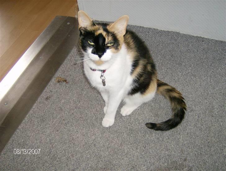 Huskat Snuffie - " jeg er dronningen i det her hus, du har intet at sige", siger hun billede 1