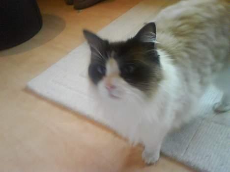 Ragdoll Mads  - hvem er du  billede 10