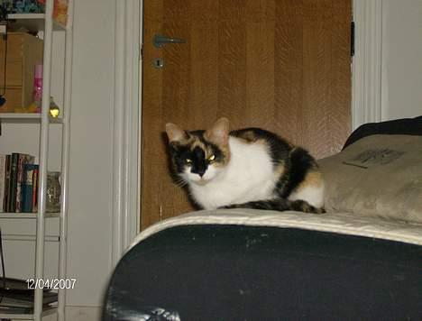 Huskat Snuffie - ren afslapning billede 2