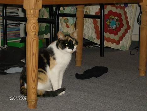 Huskat Snuffie - Sidder lige og overvejer verdenssituationen billede 3