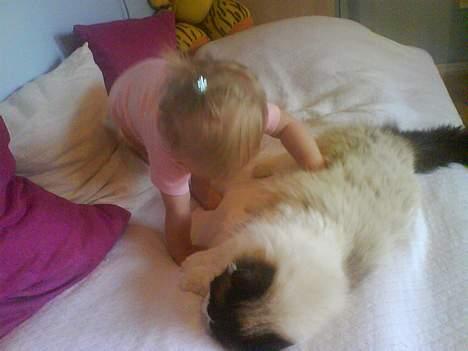 Ragdoll Mads  - hjælp et lille menneske billede 11