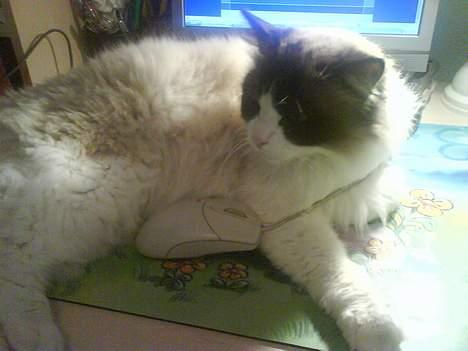 Ragdoll Mads  - se jeg har fanget en mus billede 12
