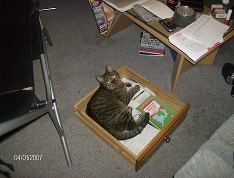 Huskat Max - max elsker at ligge i skuffer.. Her regnskabsskuffen billede 2